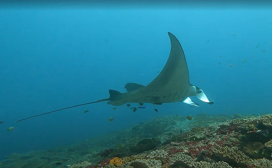 Swimming With Giants: My 9-Dive Journey in Nusa Penida’s Manta Paradise