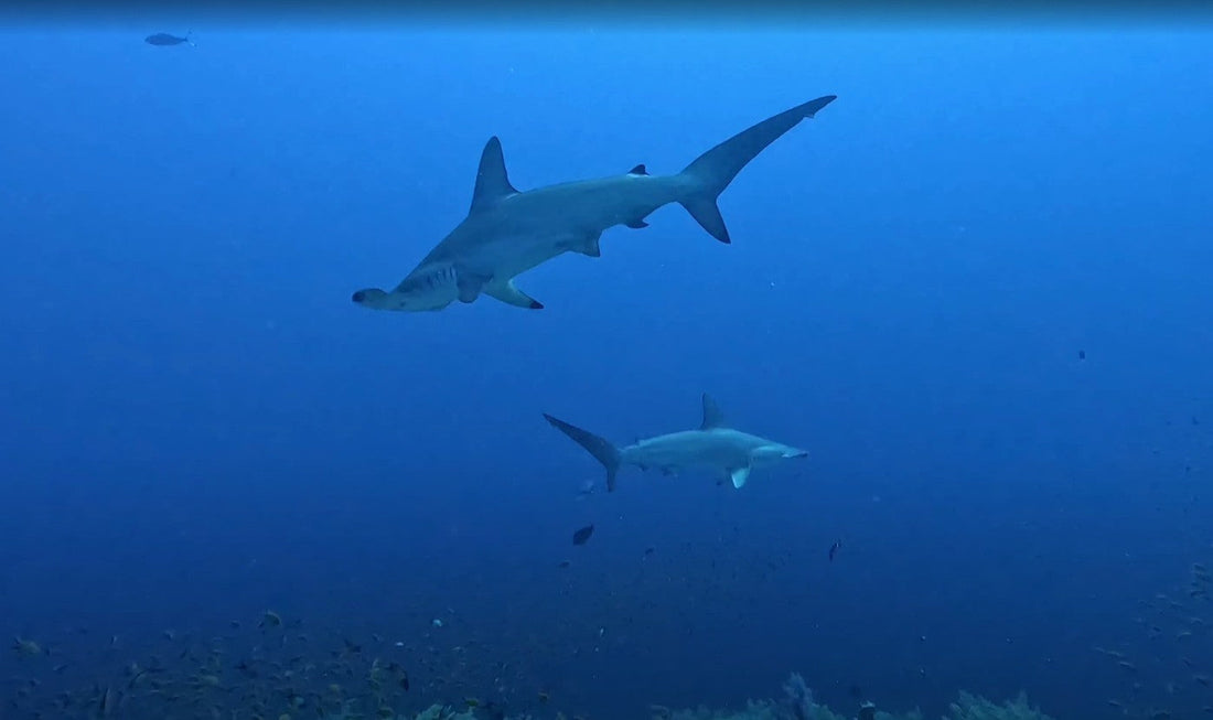 Best dives of my 2020/2025 season